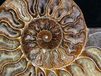 Split Ammonite Pair - Crystal Lined #5950-3